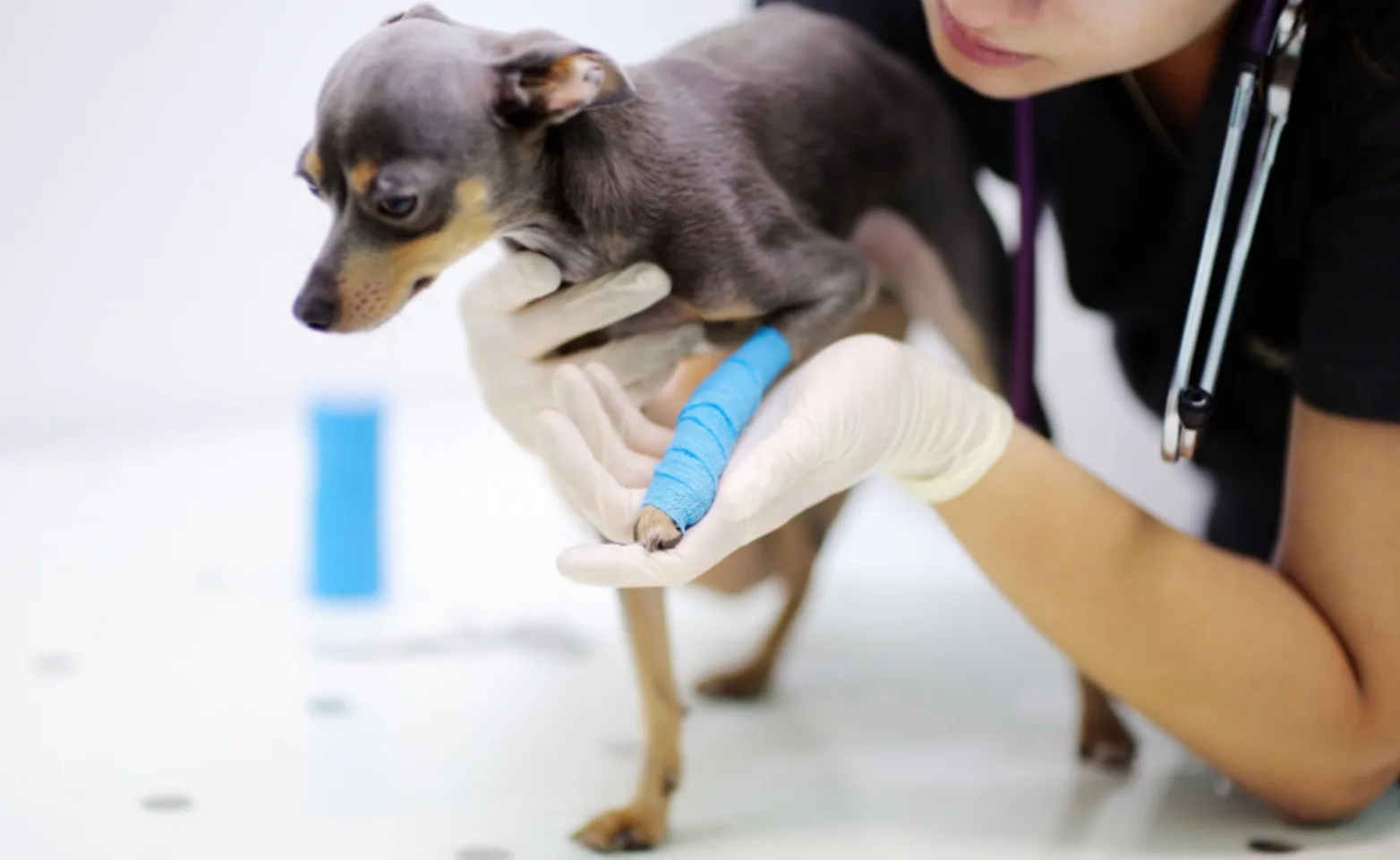 Veterinarian Helping a Dog with an Injured Leg